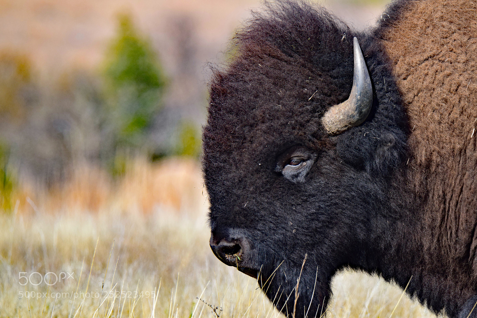 Nikon D5300 sample photo. Bison portrait photography
