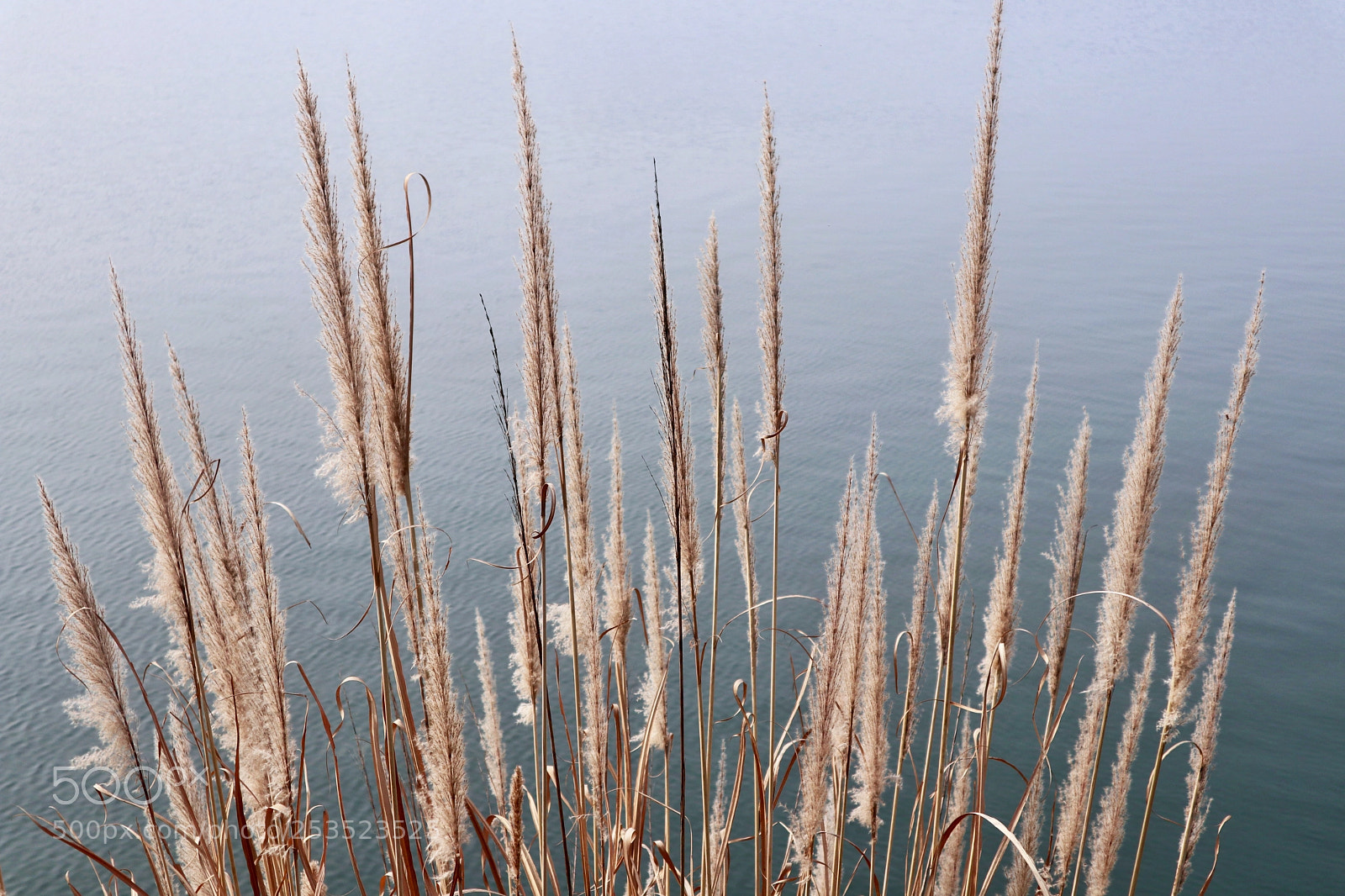 Canon EOS M5 sample photo. Reed风姿婥约 photography