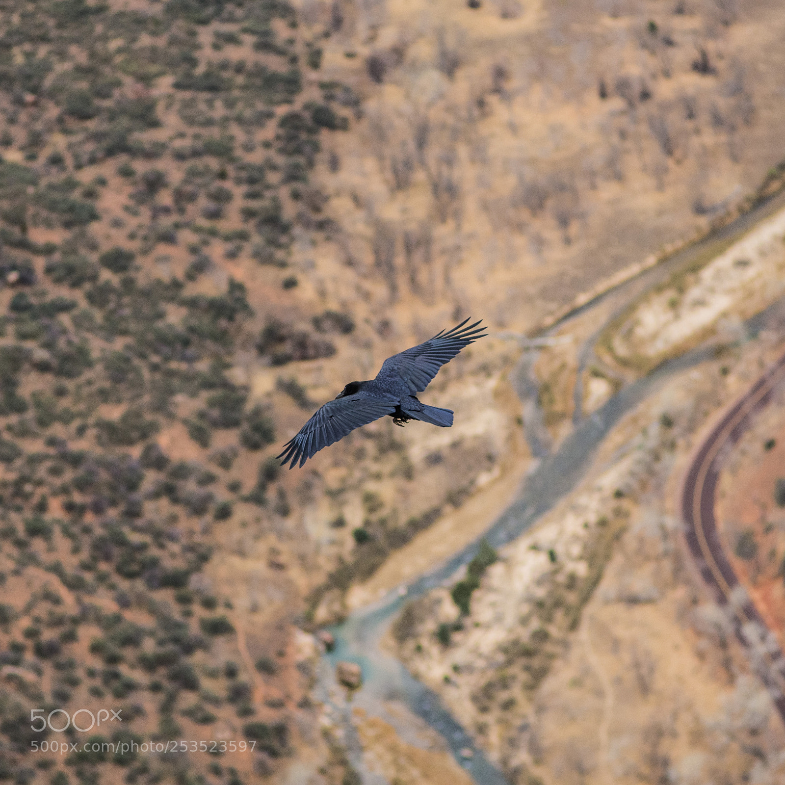 Pentax K-5 sample photo. Crow photography