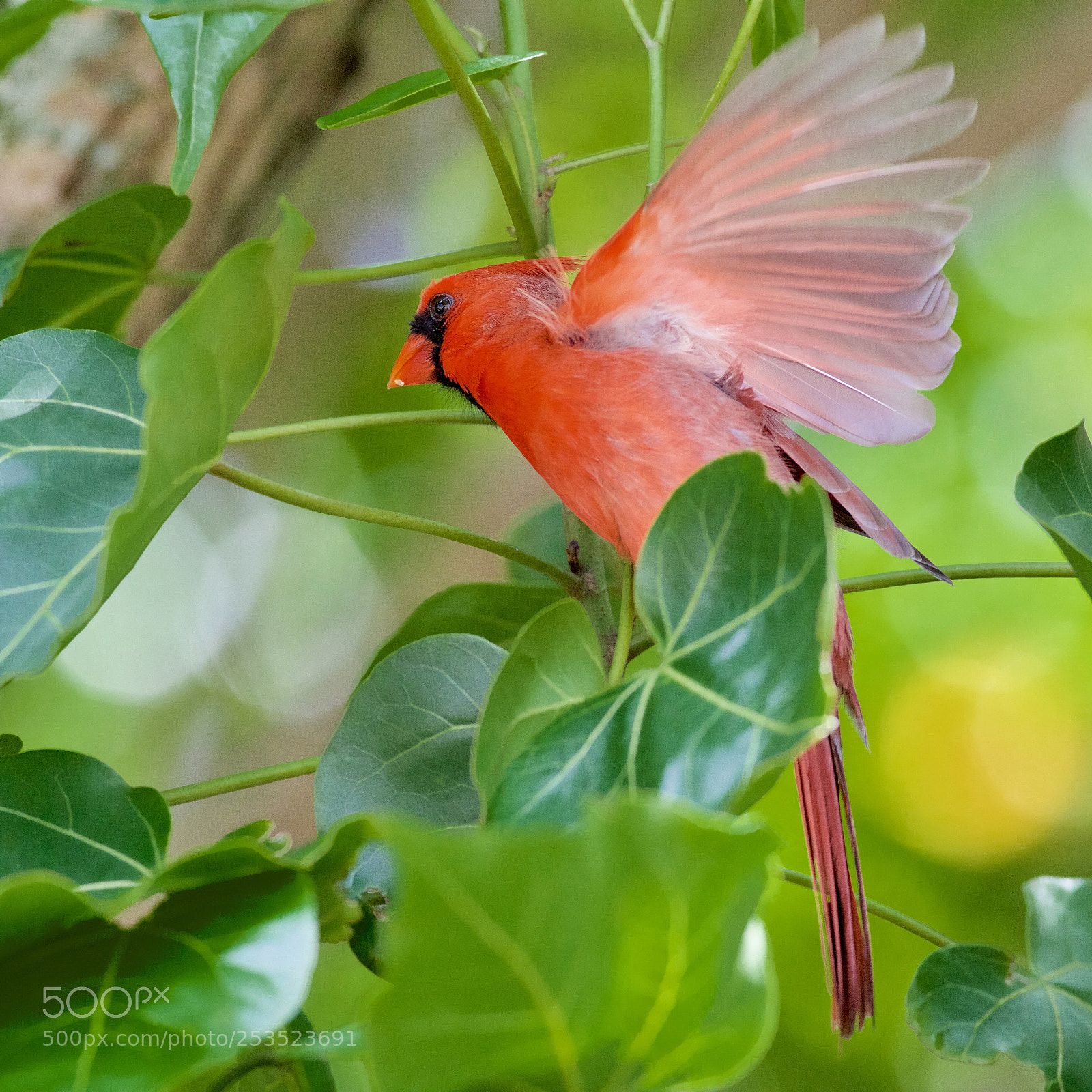Canon EOS 5D Mark IV sample photo. Angry bird in maui! photography