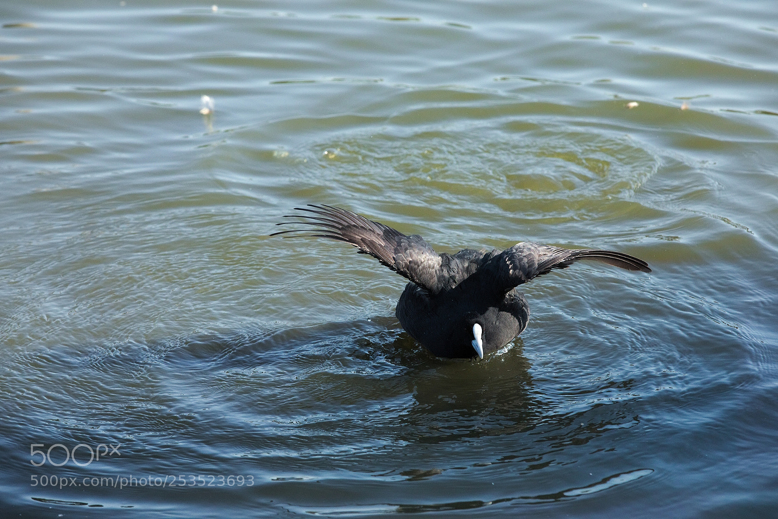 Canon EF 70-200mm F2.8L IS II USM sample photo. Fulica atra cleaning itself photography