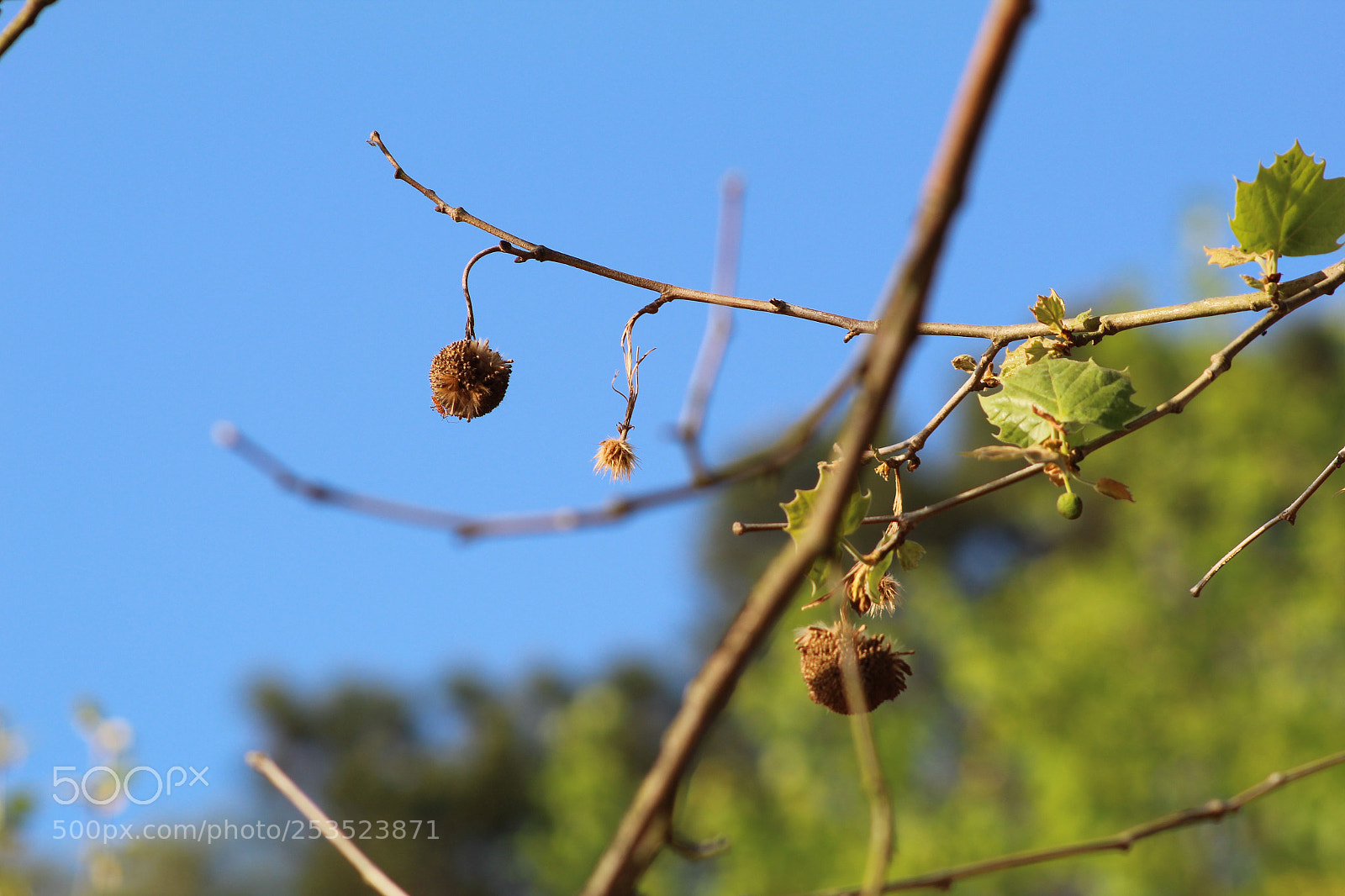 Canon EOS 1300D (EOS Rebel T6 / EOS Kiss X80) sample photo. Spring branch photography