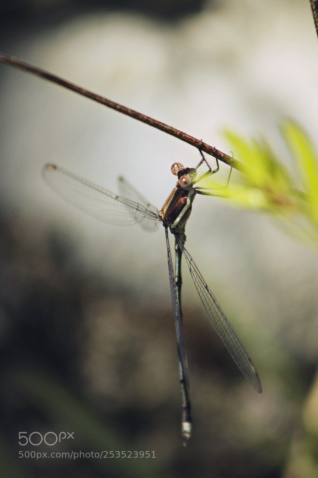Canon EOS 600D (Rebel EOS T3i / EOS Kiss X5) sample photo. Dragonfly photography
