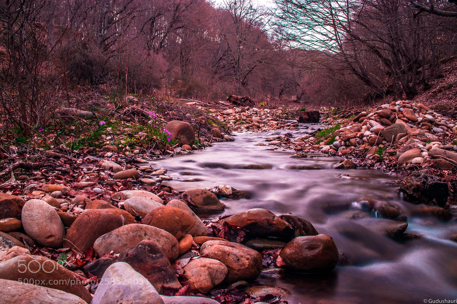 Canon EOS 80D sample photo. In the forest photography