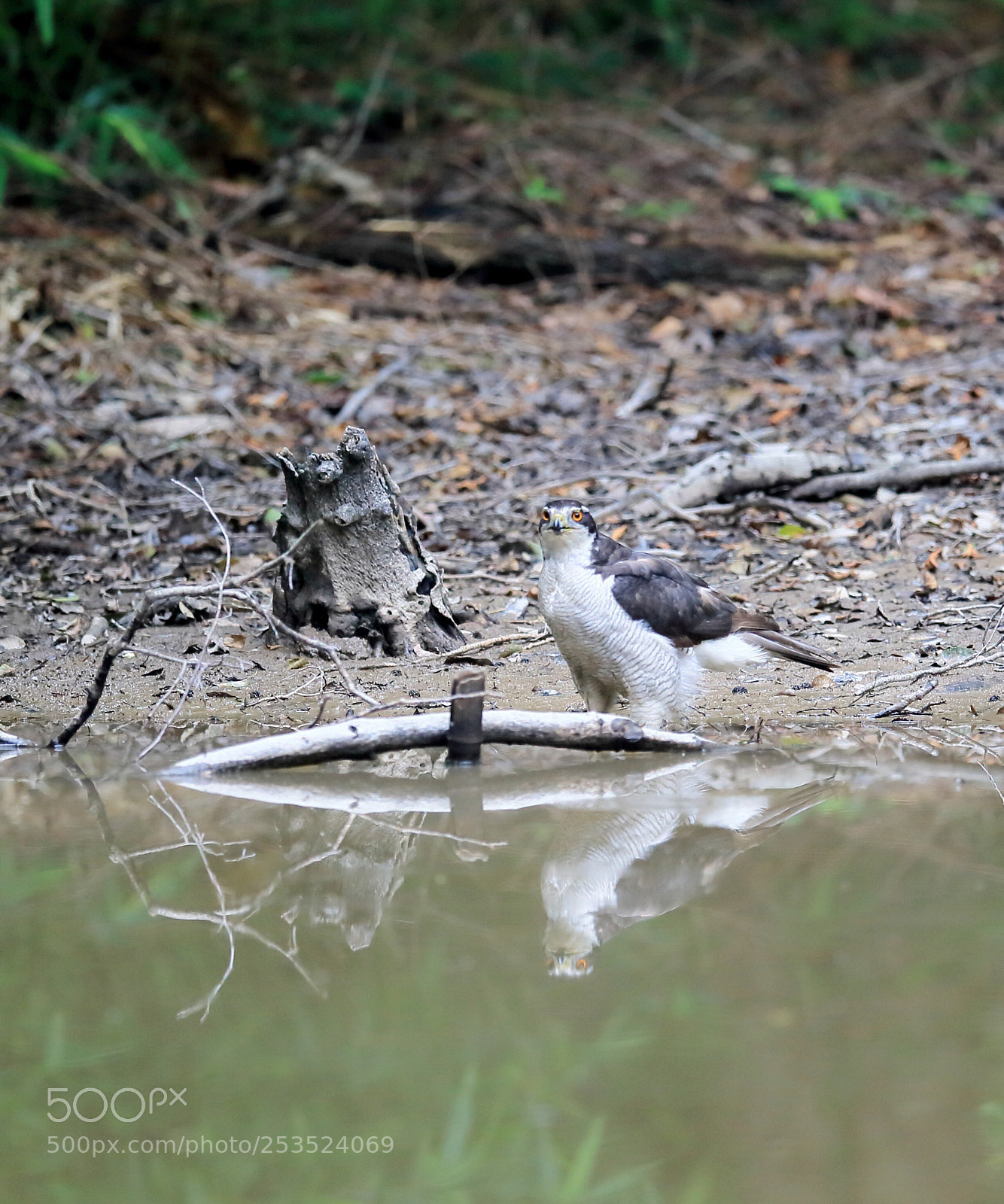 Canon EOS-1D Mark IV sample photo. おおたか northern goshawk photography