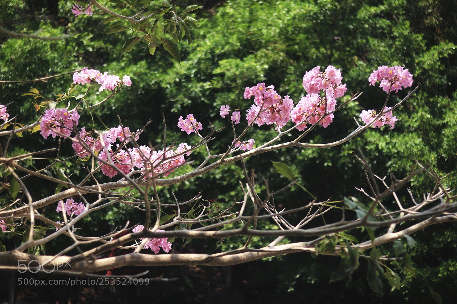 Canon EOS M5 sample photo. 红香 photography