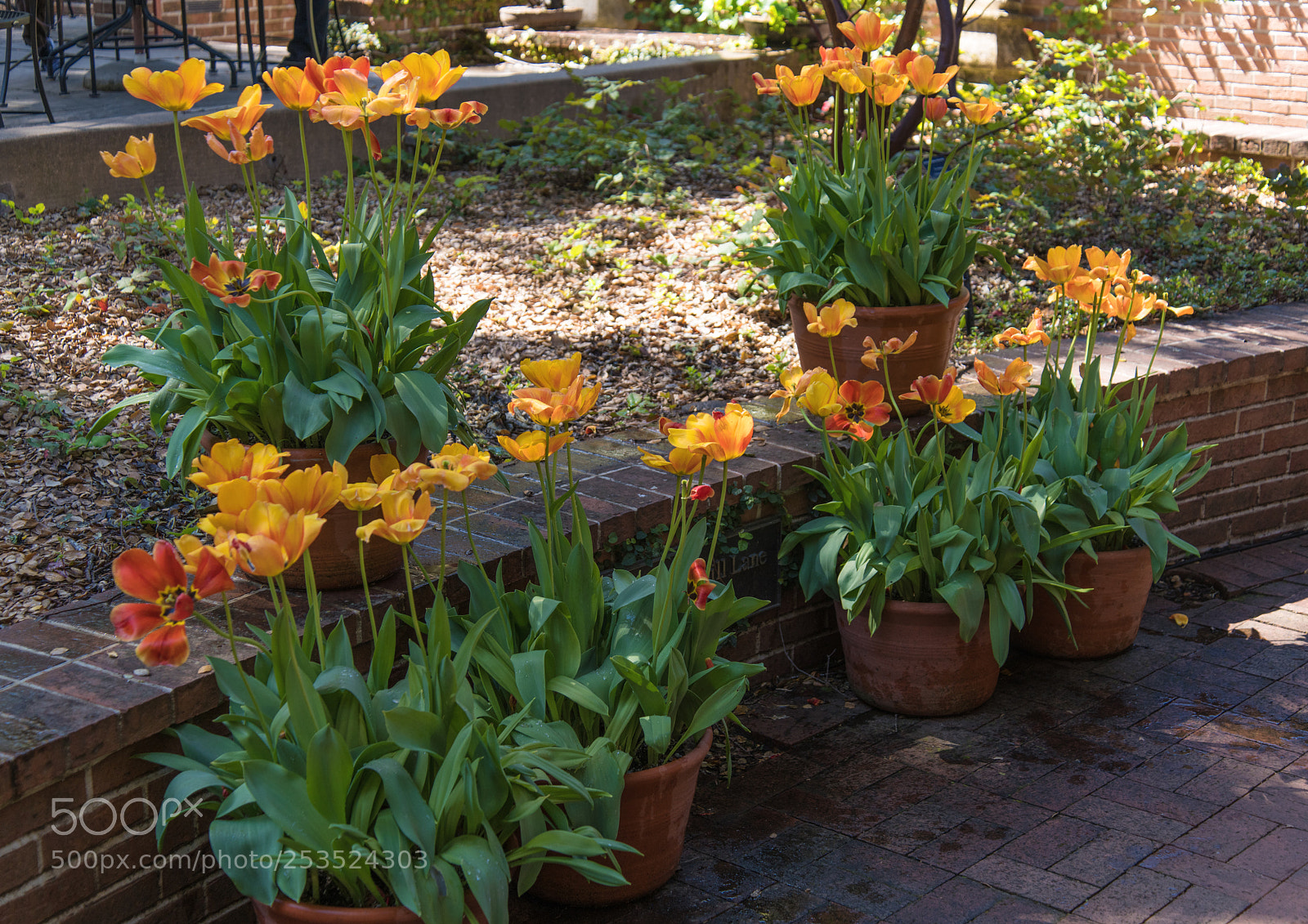 Nikon D850 sample photo. Tulips photography