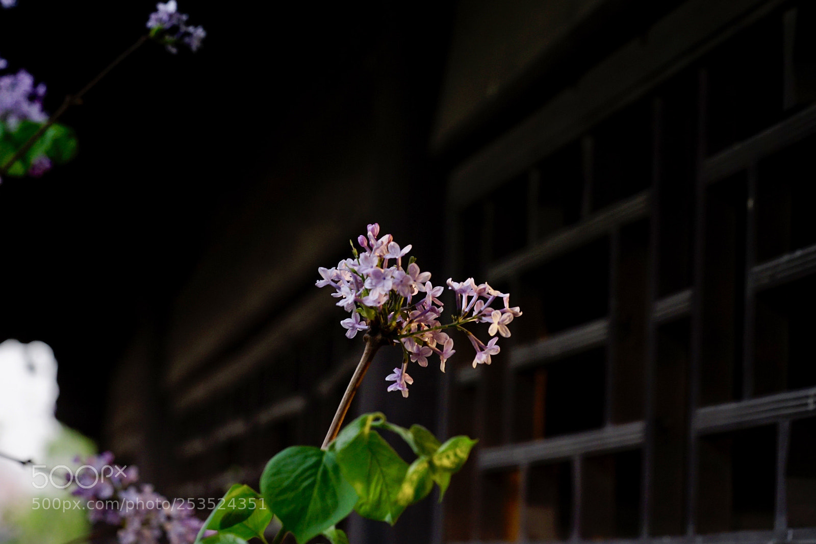 Sony a7 II sample photo. 丁香的光芒 photography