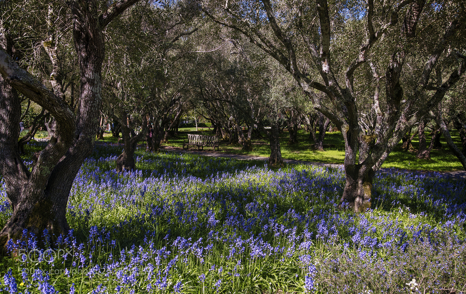Nikon D850 sample photo. Serenity amongst the lupins photography