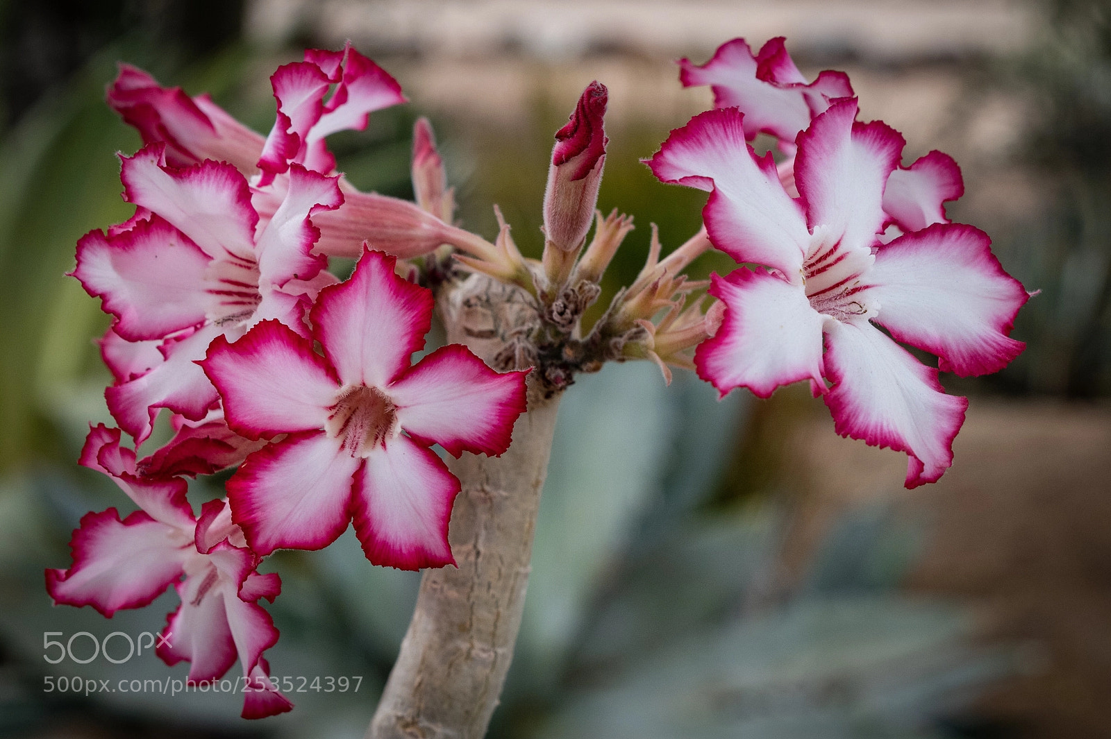 Nikon D850 sample photo. Arizona dessert flower photography