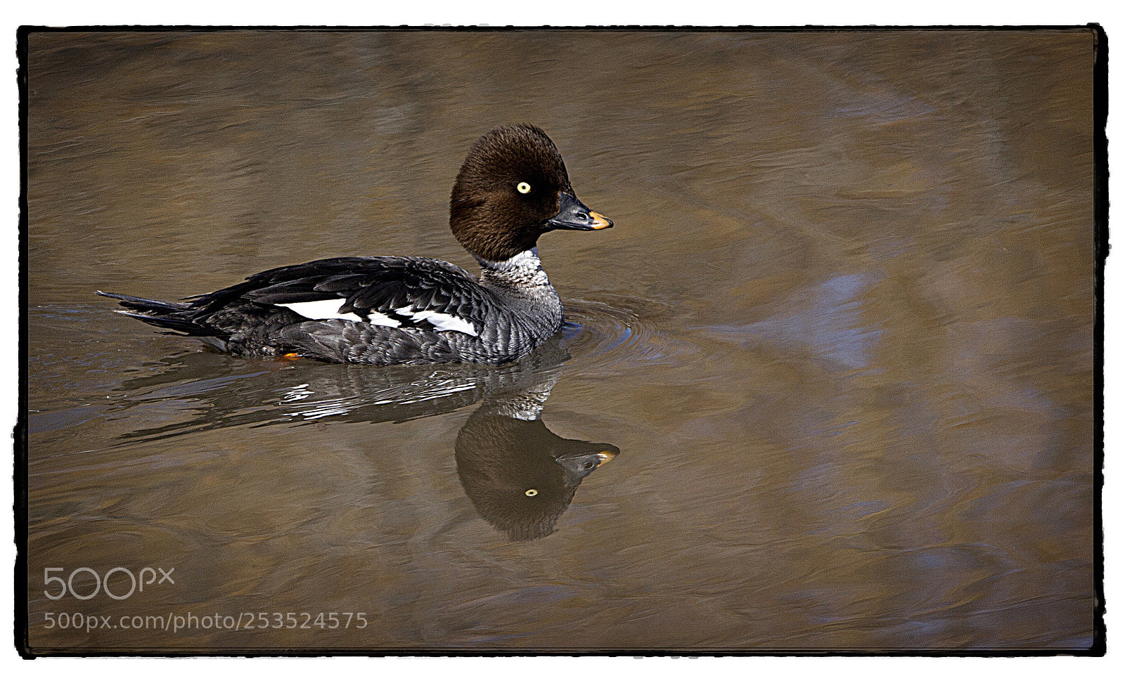 Canon EOS 7D sample photo. Female common goldeneye photography