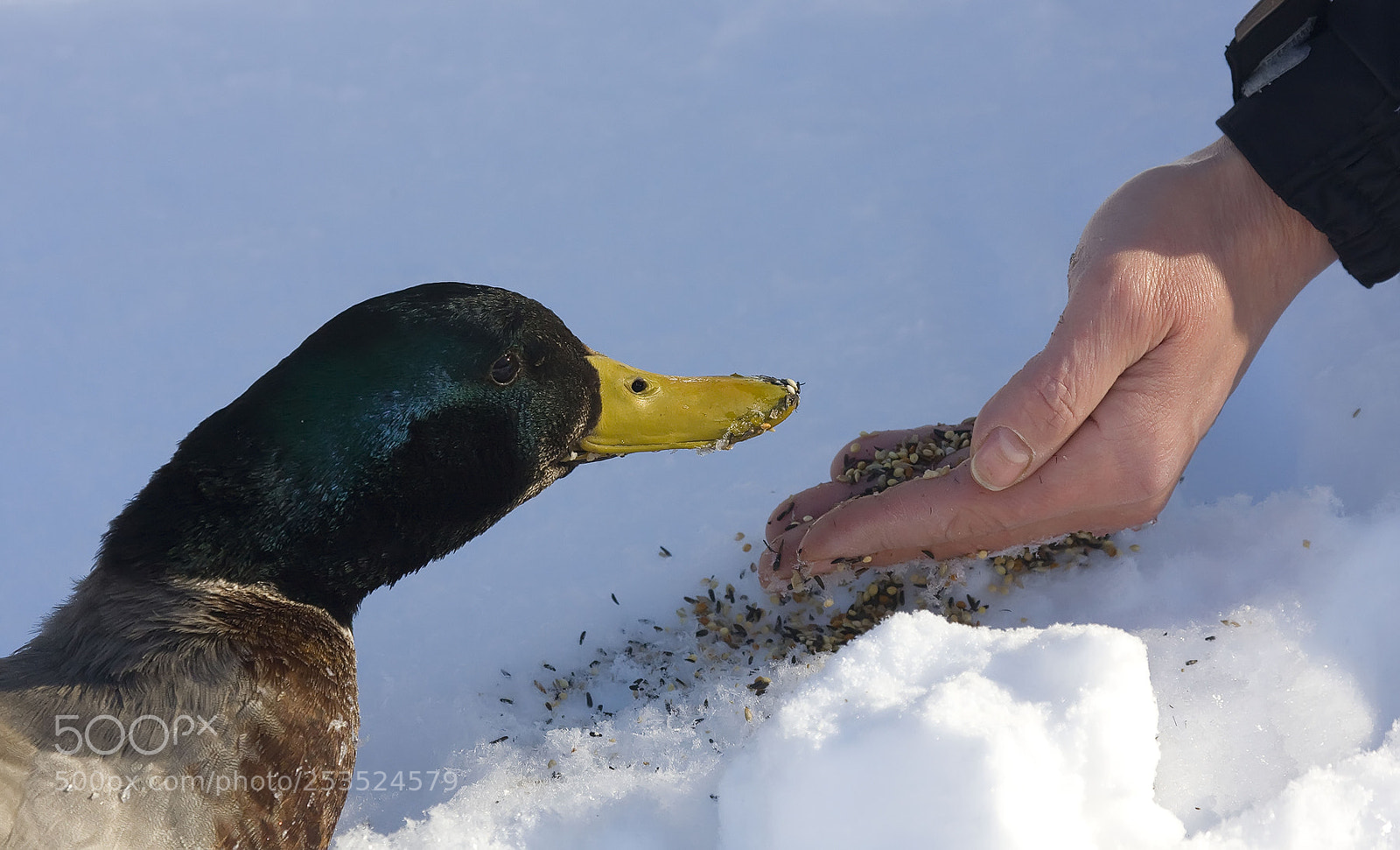 Canon EOS 40D sample photo. Mallard photography