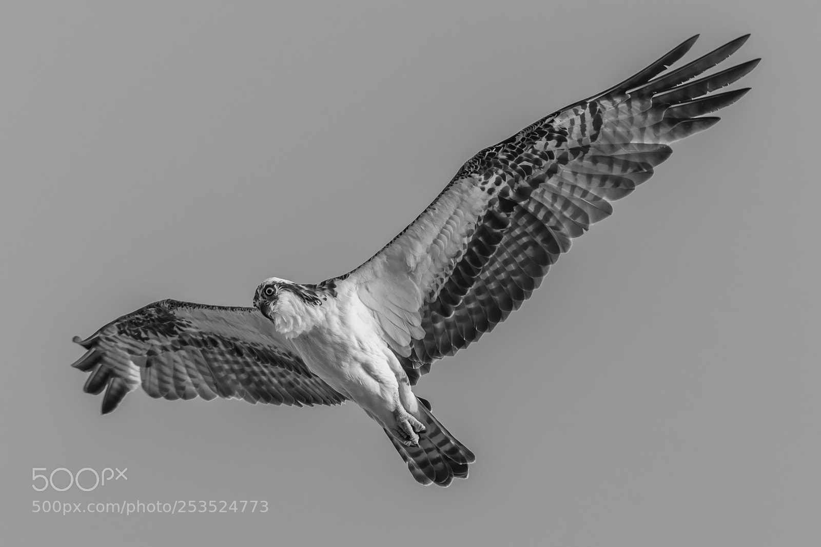 Canon EOS 5D Mark IV sample photo. Osprey photography