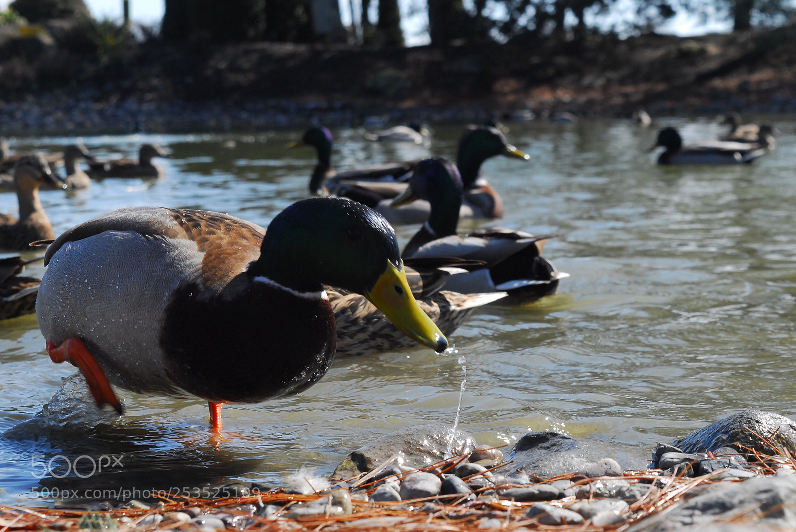 Nikon D200 sample photo. Duck! photography