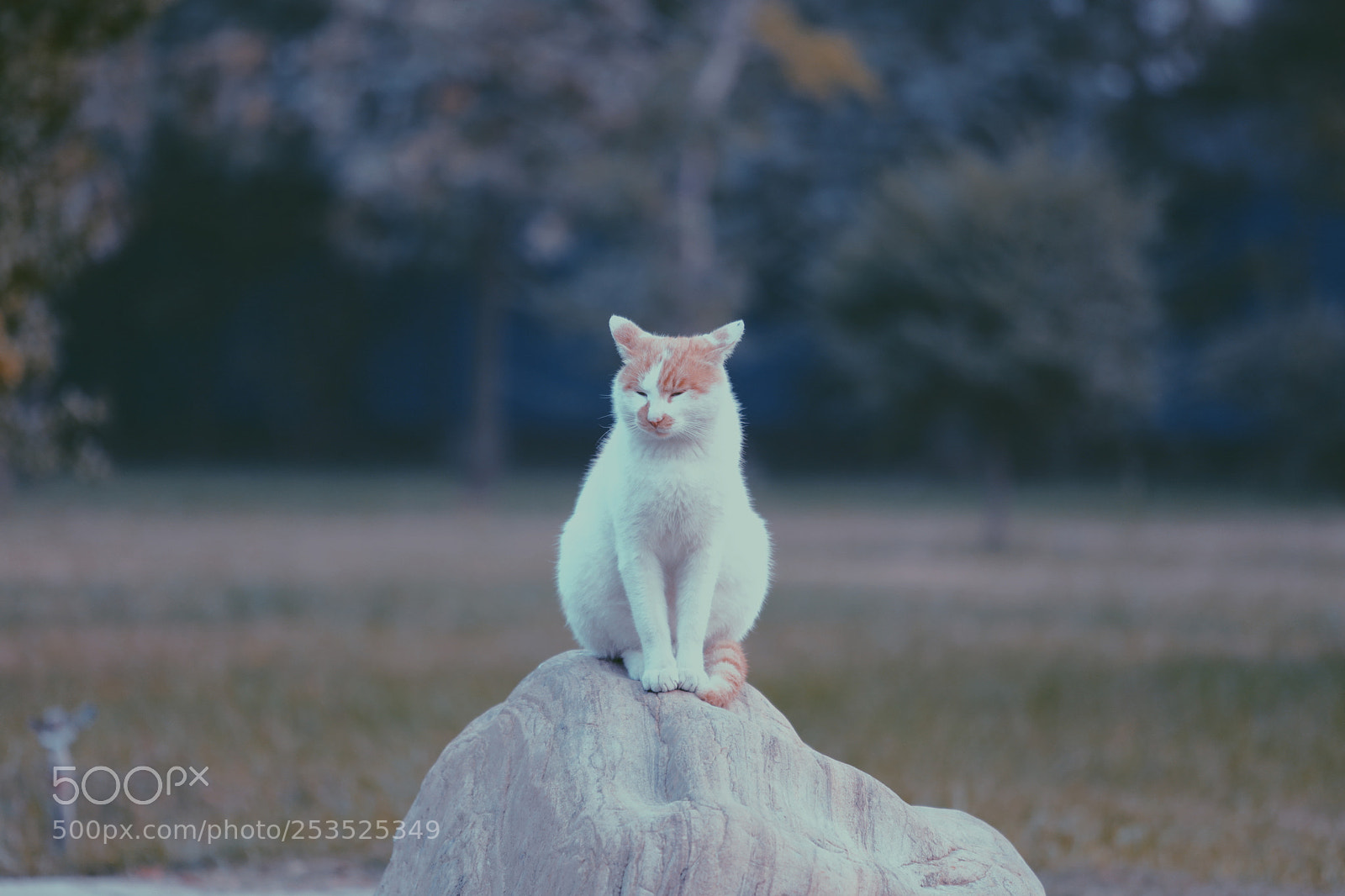 Canon EOS 5D Mark IV sample photo. Processed with vsco with photography