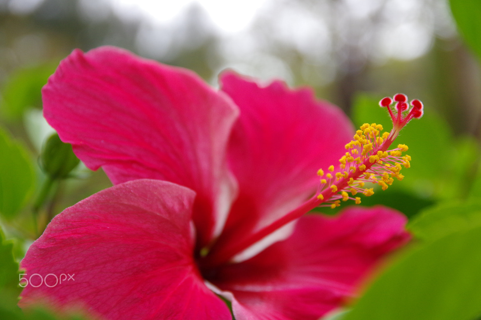 Pentax K-3 II sample photo. Flower photography