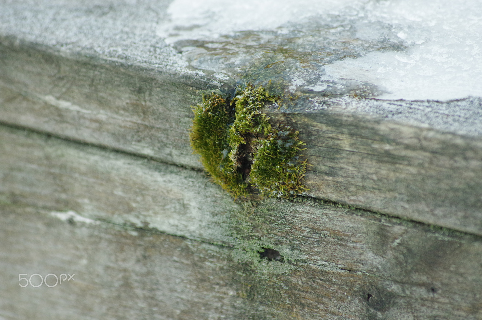 Sigma 55-200mm F4-5.6 DC sample photo. Moss on the railing photography