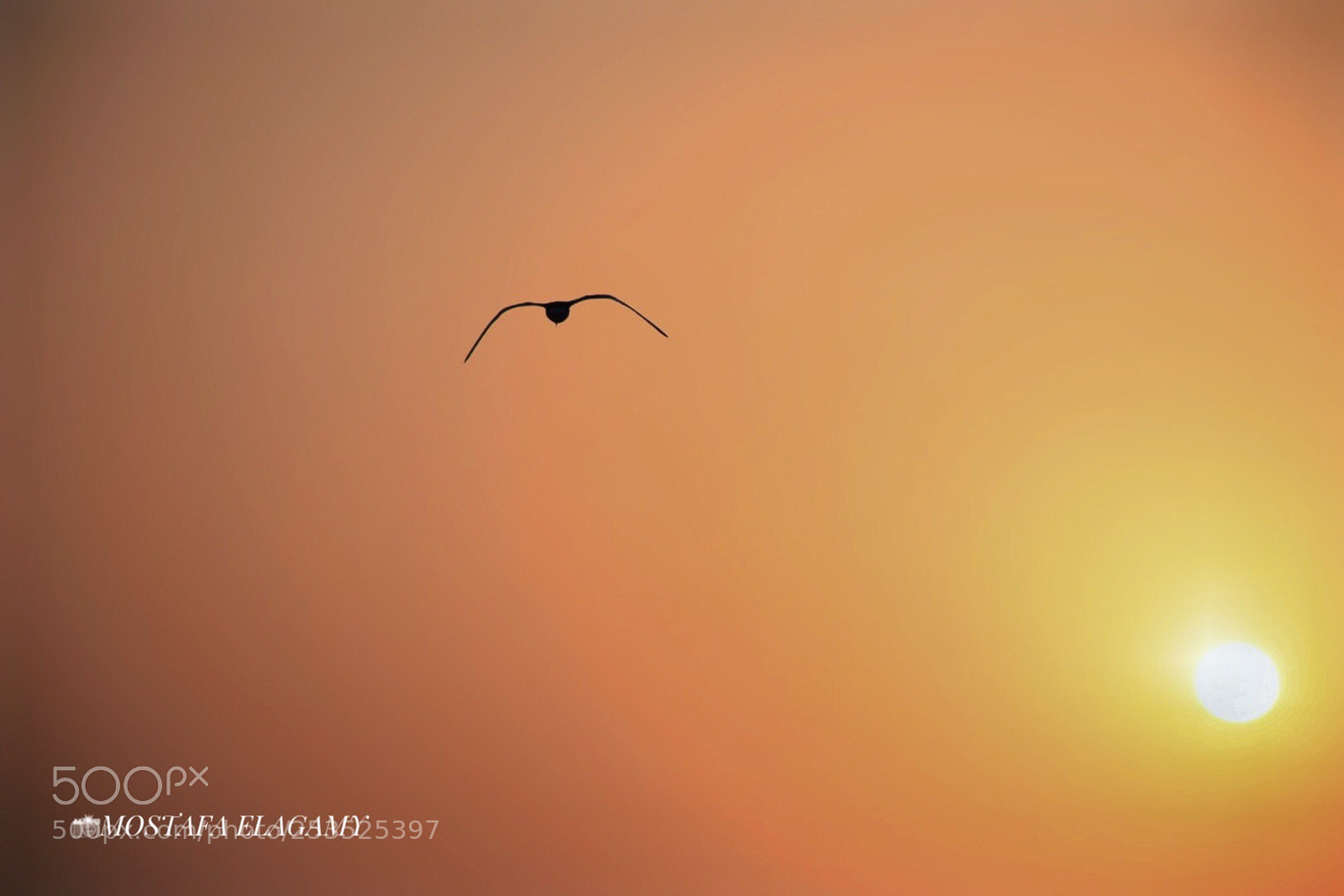 Nikon D5300 sample photo. Good morning  photography
