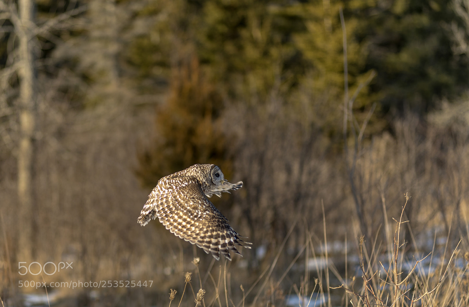 Nikon D850 sample photo. Barred owl flight photography