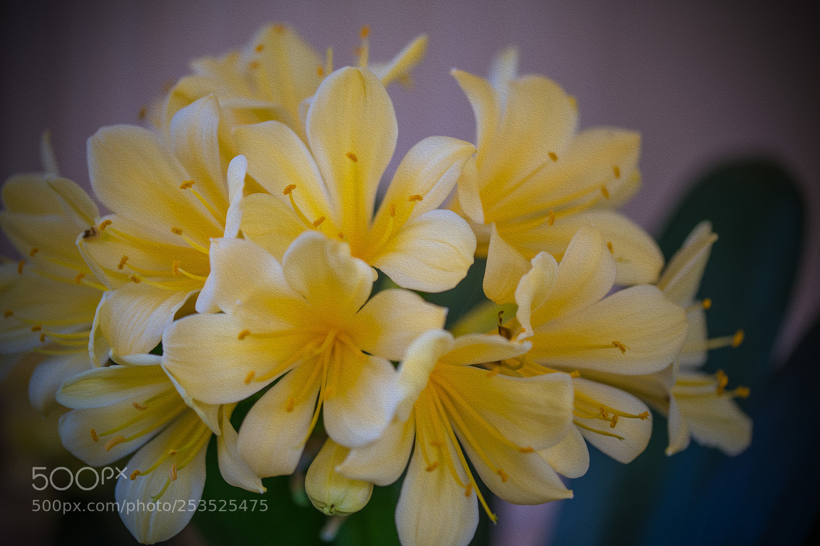 Nikon D850 sample photo. Yellow flower photography