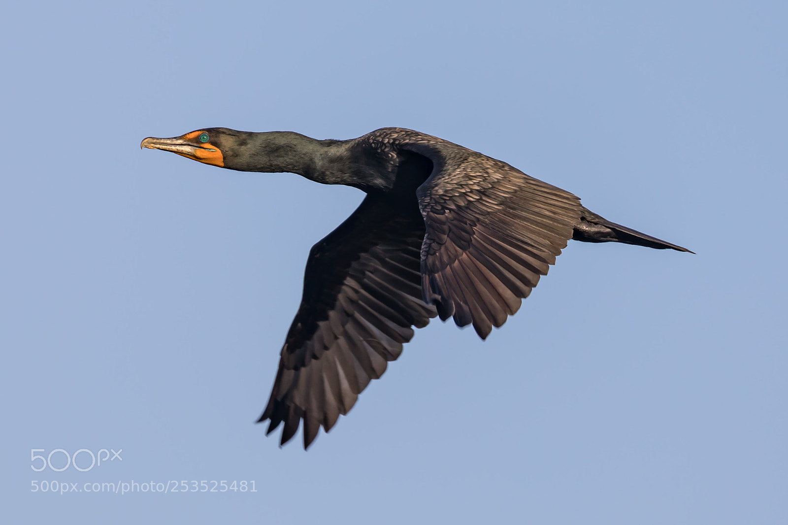Canon EOS 5D Mark IV sample photo. Cormorant photography