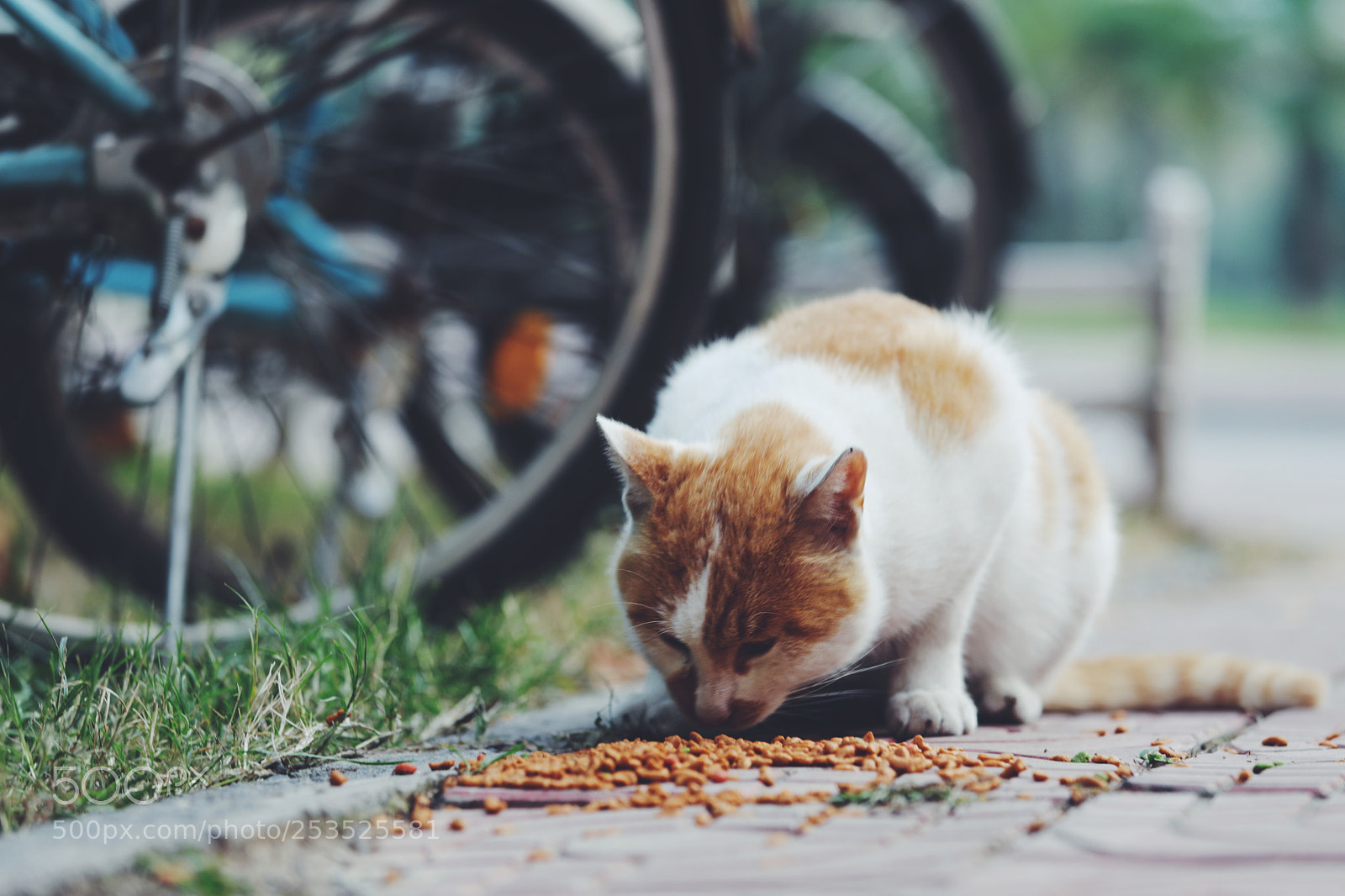 Canon EOS 5D Mark IV sample photo. Processed with vsco with photography