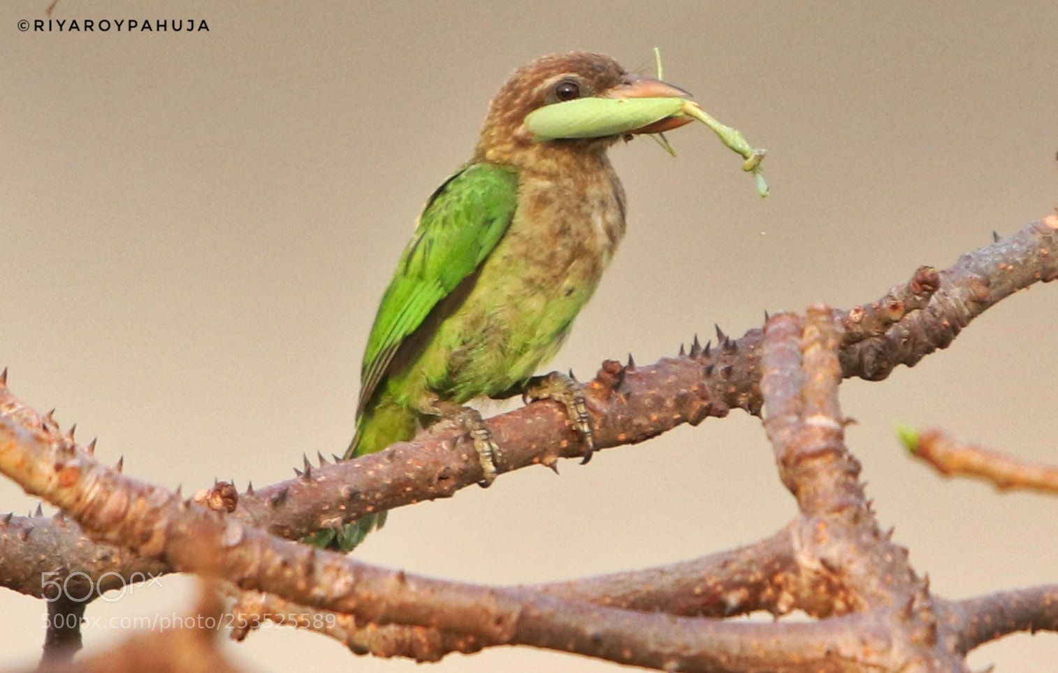 Canon EOS 80D sample photo. White cheecked barbet photography