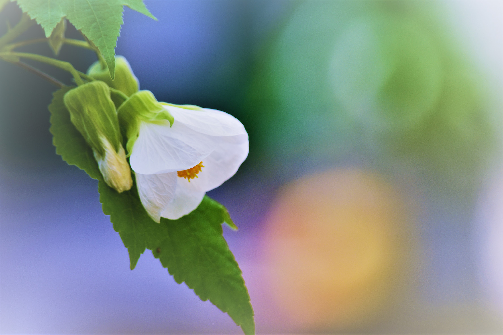 Nikon D5500 sample photo. Dreams never end♪ photography