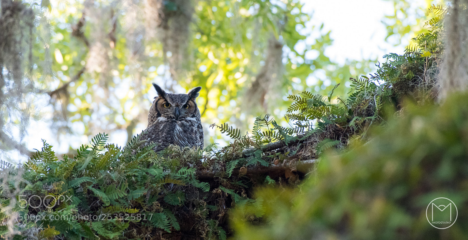 Nikon D810 sample photo. Great horned owl photography