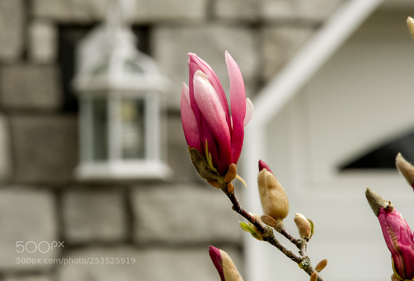 Canon EOS-1D Mark III sample photo. Psb photography