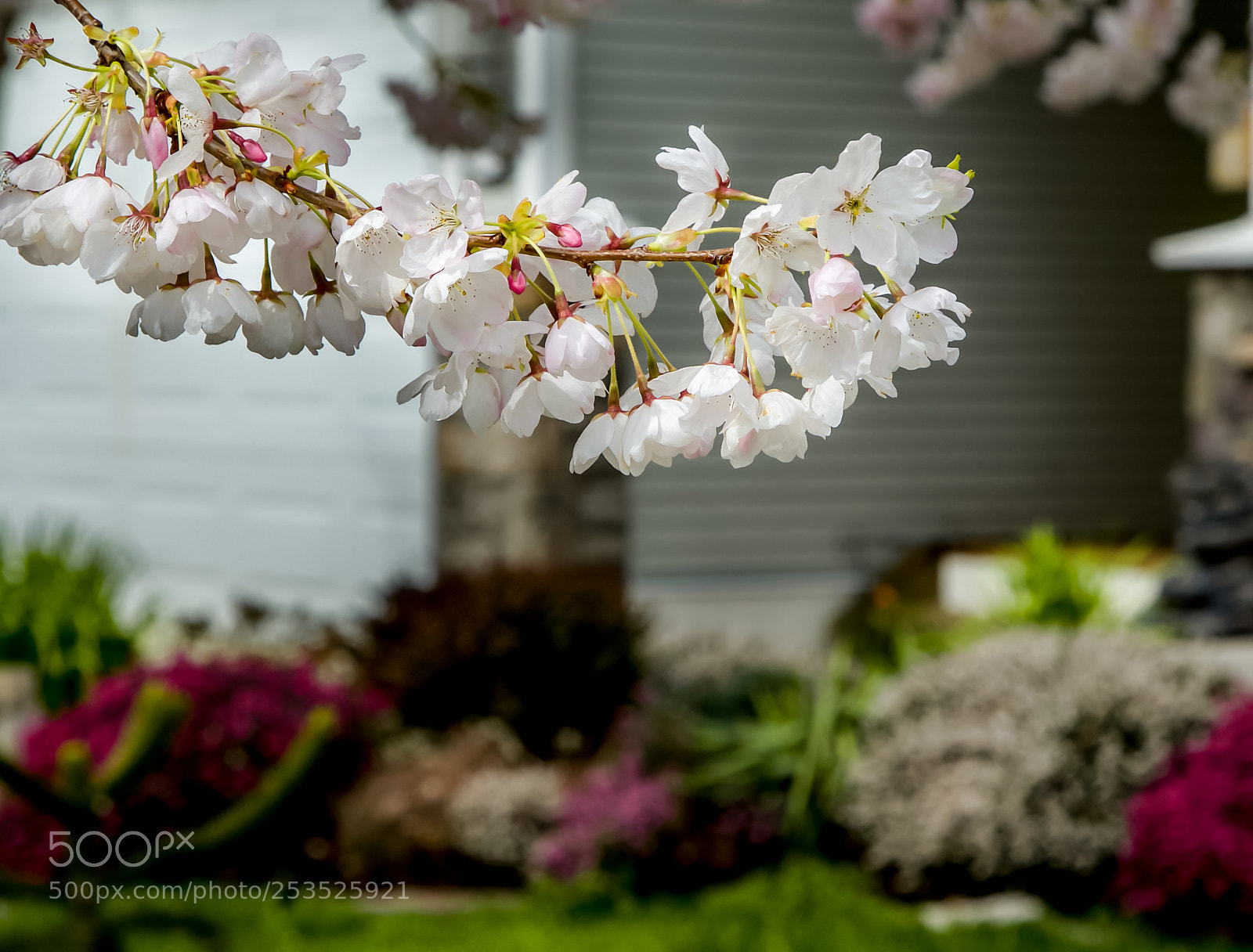 Canon EOS-1D Mark III sample photo. Psb () photography