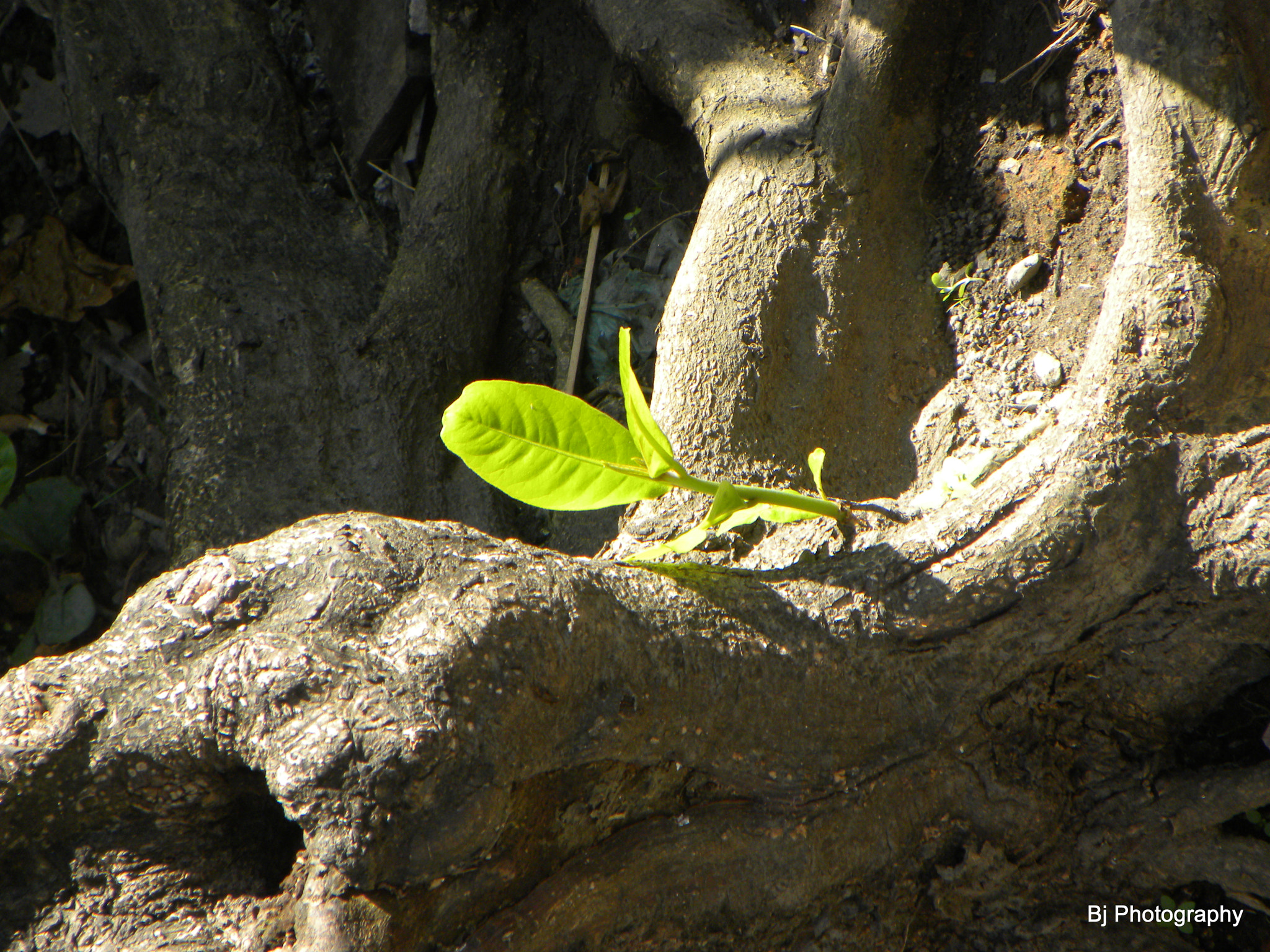 Nikon Coolpix P90 sample photo. Earth day photography