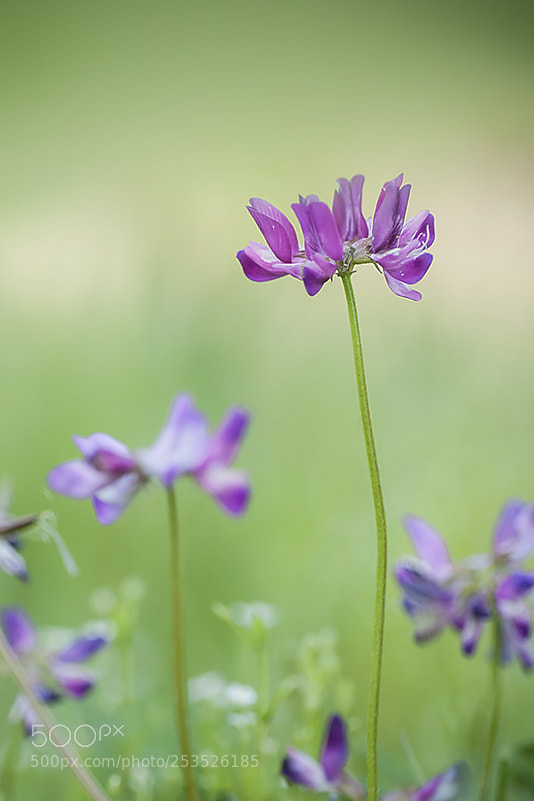 Nikon D3 sample photo. 자운영 photography