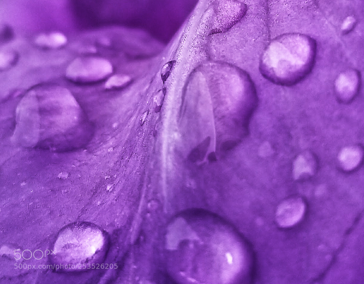 Samsung Galaxy S8 sample photo. Purple rain photography