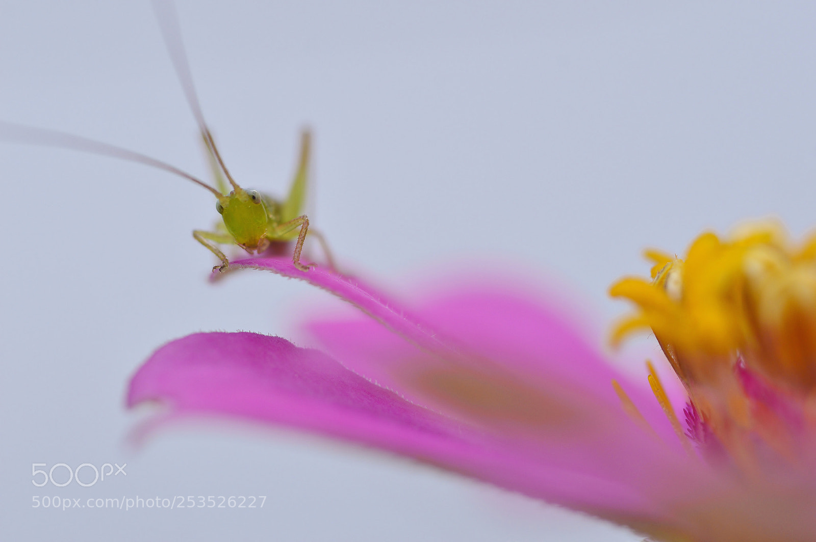 Nikon D3200 sample photo. Macro nature......summertime photography