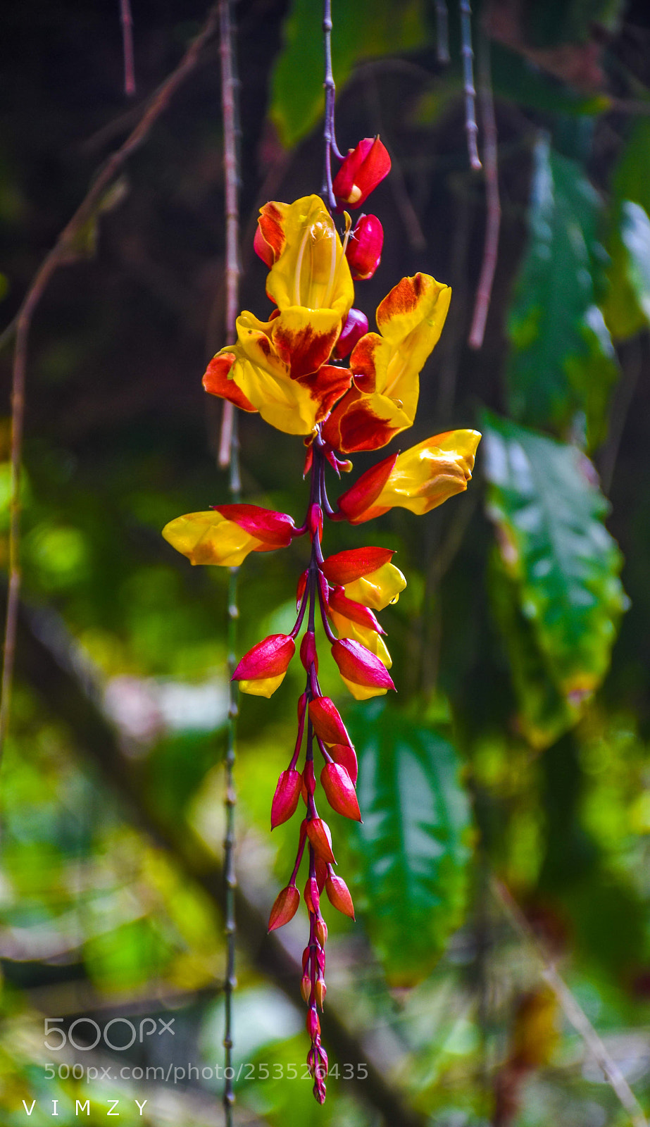 Nikon D7200 sample photo. Nature is always beauty  photography
