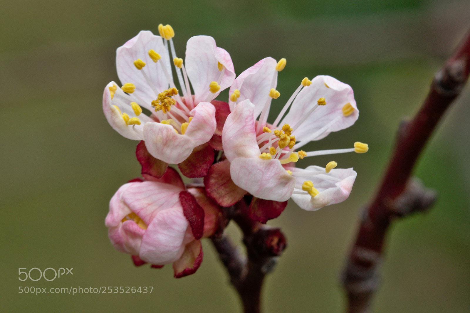 Nikon D3300 sample photo. Apricot blossom photography