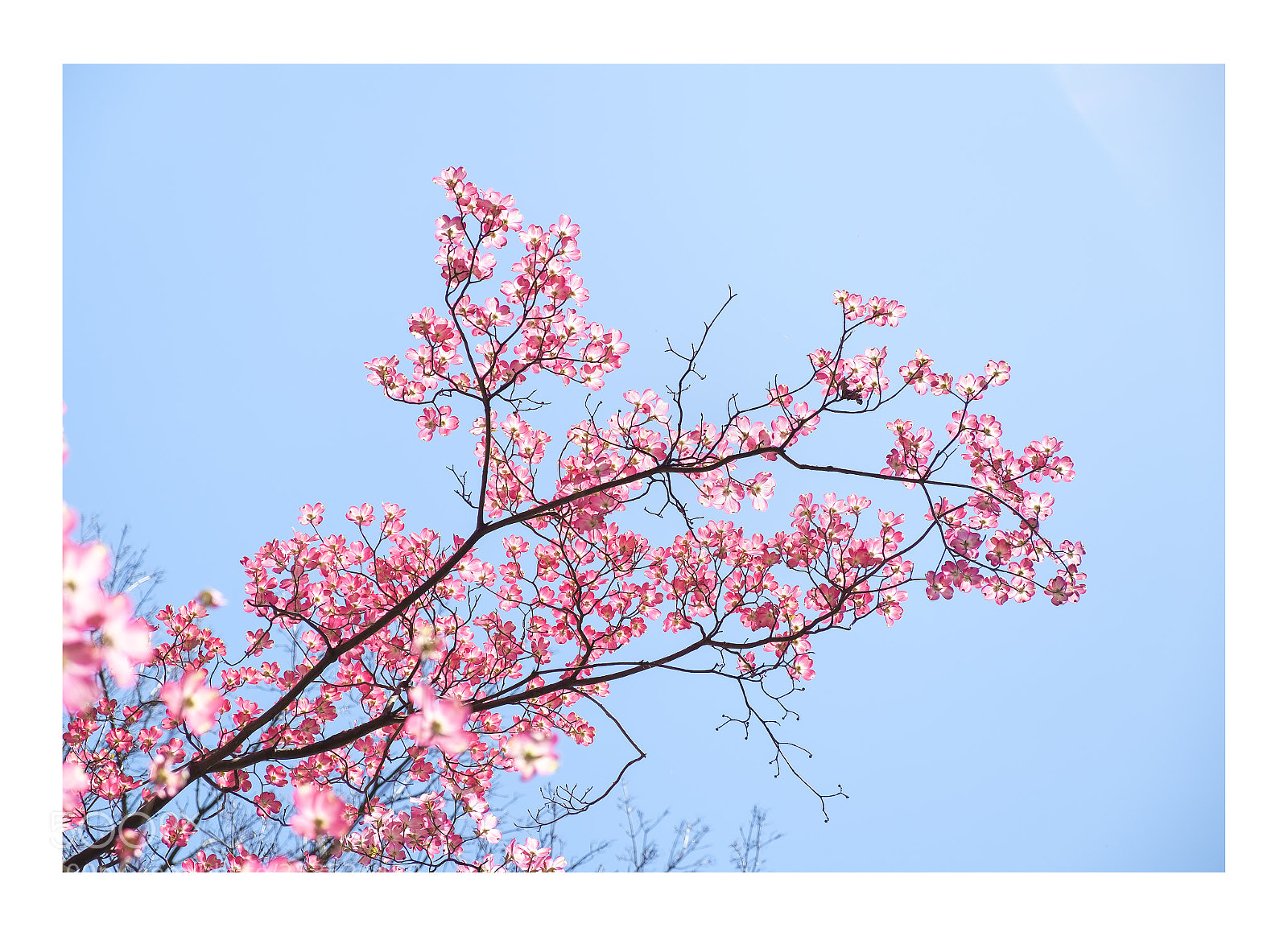 Fujifilm X-E1 sample photo. Another dogwood picture photography