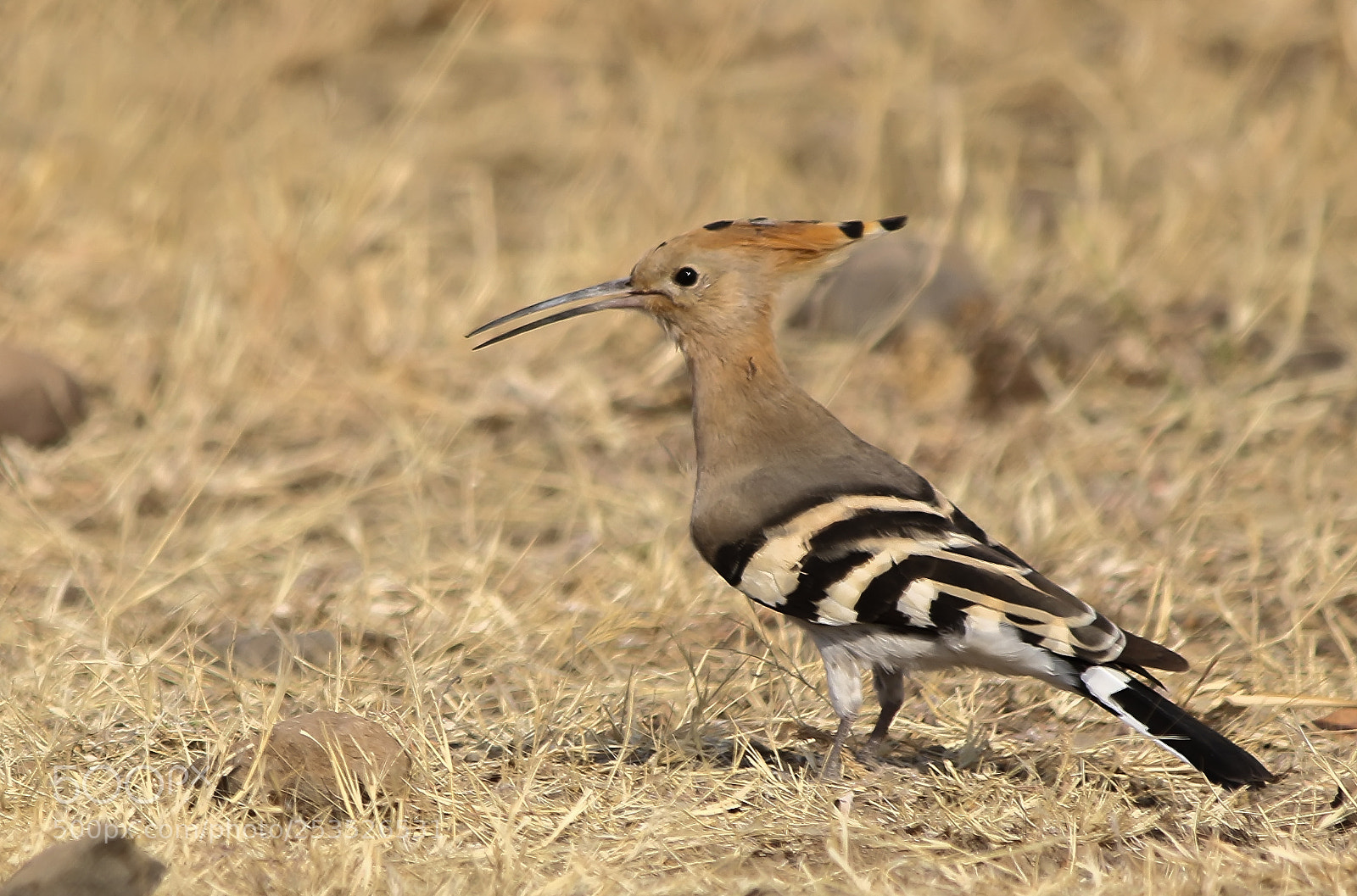 Canon EOS 7D Mark II sample photo. Hoopoe photography