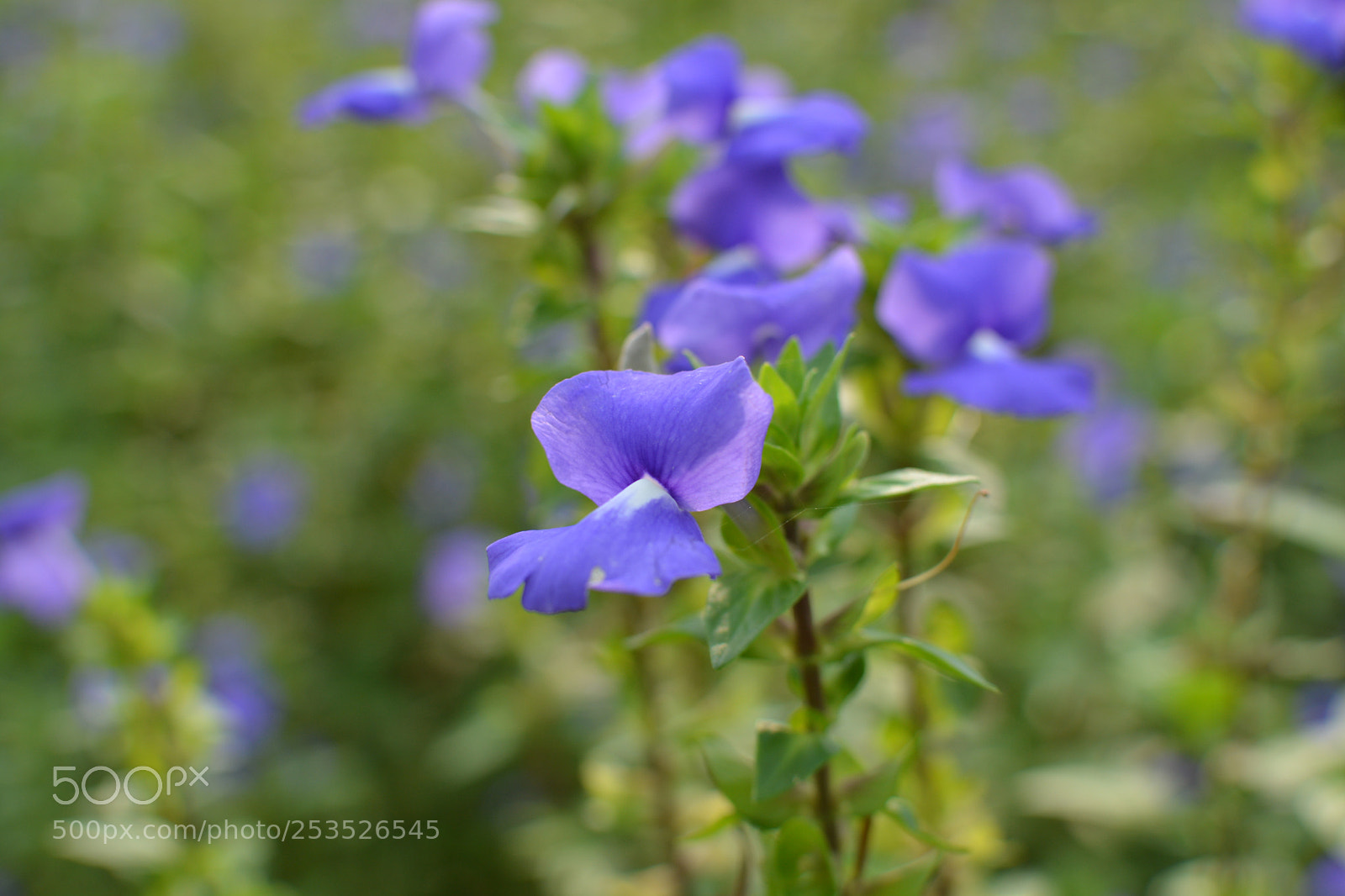 Nikon D5200 + Nikon AF-S DX Nikkor 35mm F1.8G sample photo. Beautiful nature photography