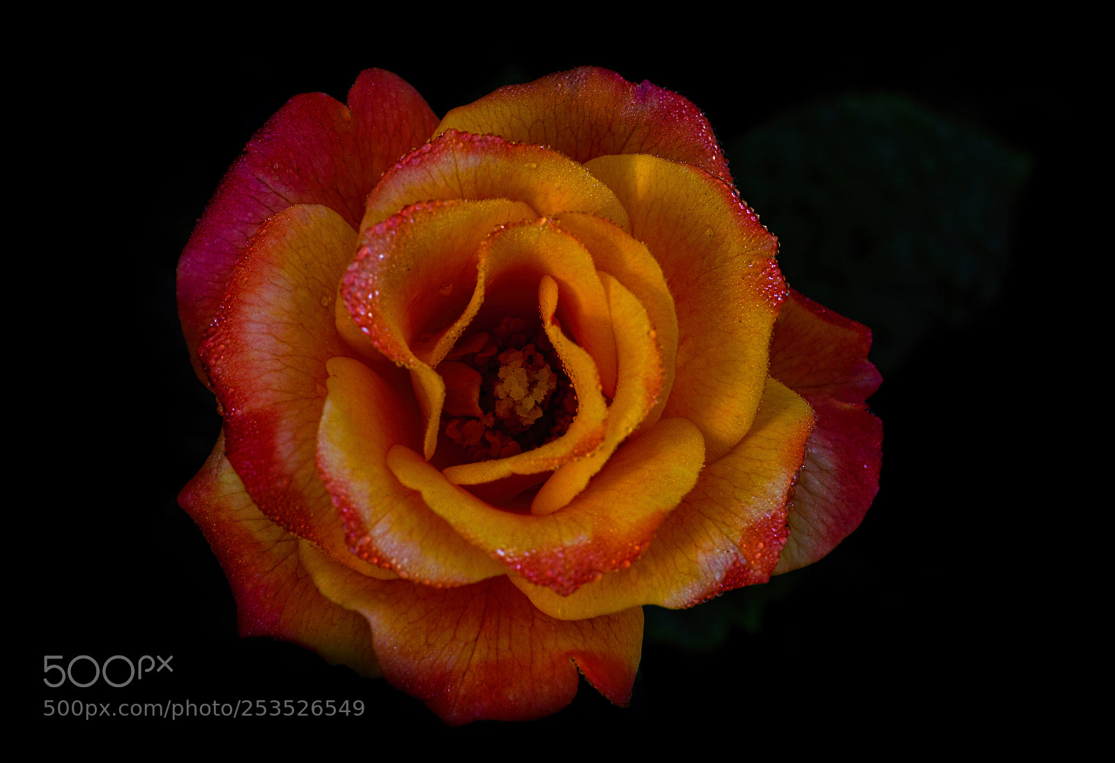 Canon EOS 7D sample photo. Pleasure... photography