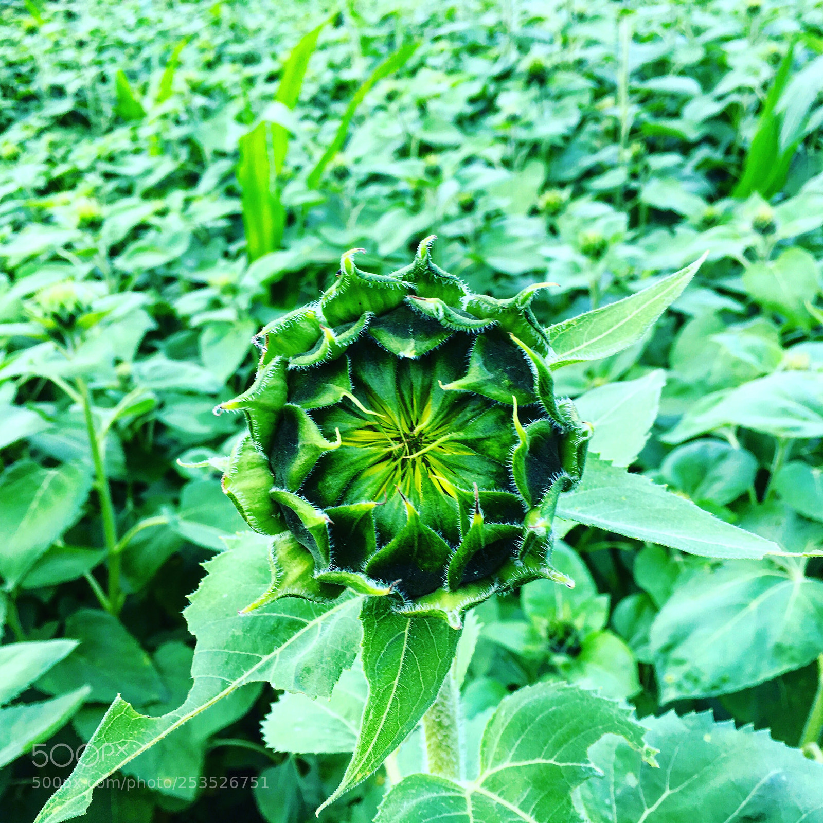 Apple iPhone 6s sample photo. Sunflower so beautiful photography