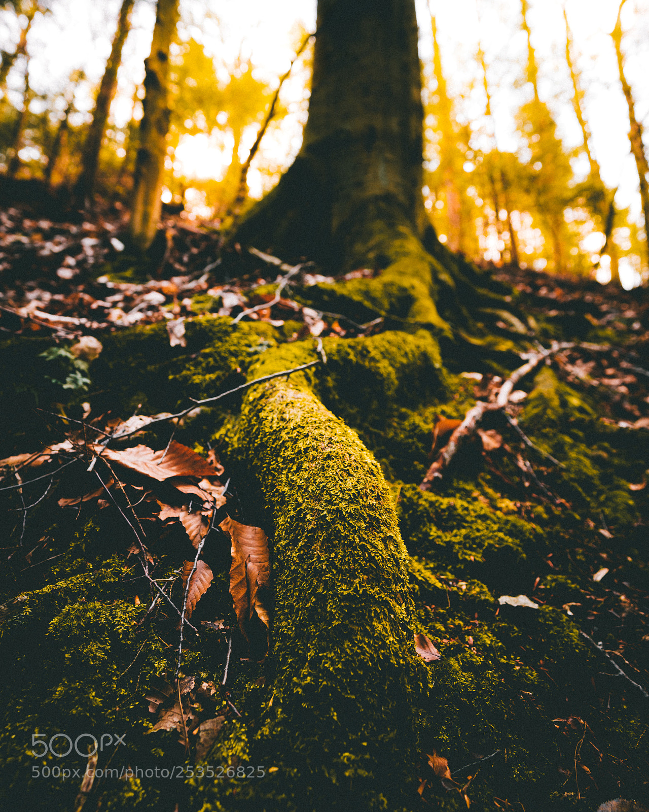 Sony a7R II sample photo. Root photography