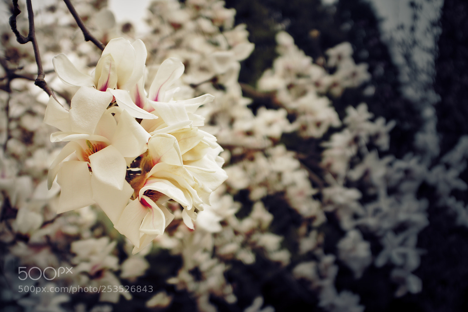 Fujifilm X100F sample photo. Magnolia photography