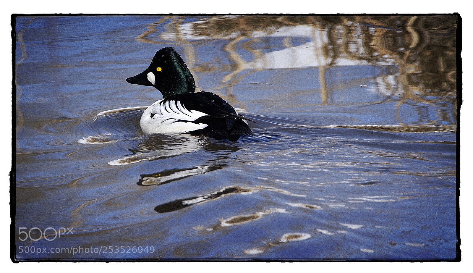 Canon EOS 7D sample photo. Male common goldeneye  photography