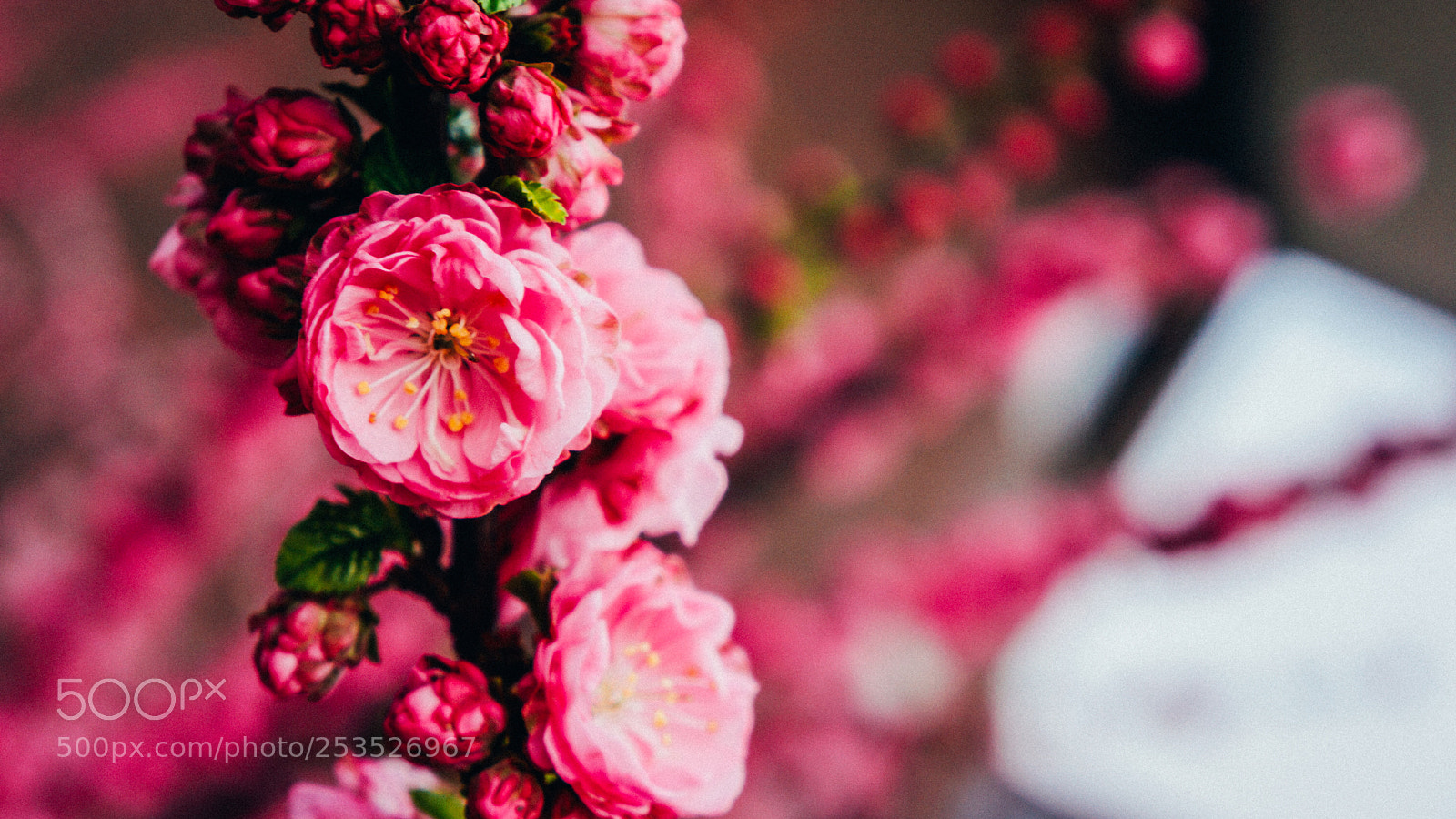 Sony Alpha NEX-7 sample photo. Untitled photography