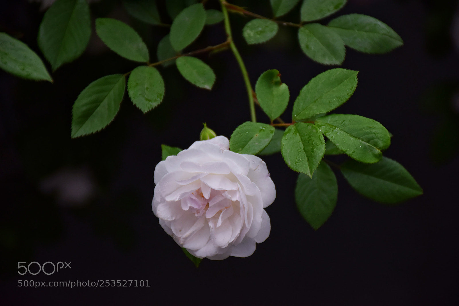 Nikon D5300 sample photo. Spring photography