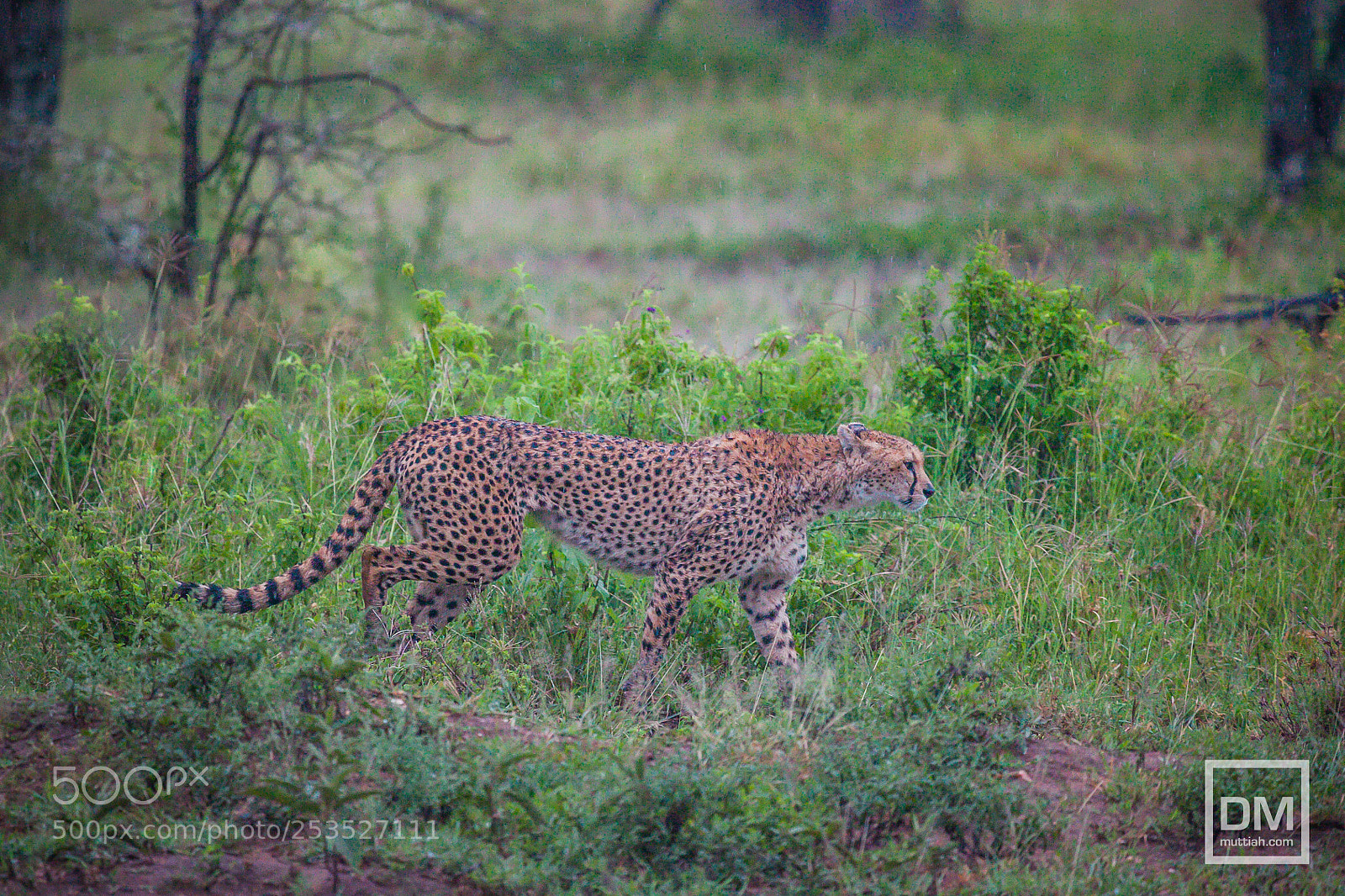 Canon EOS 5D Mark II sample photo. Serengeti national park photography