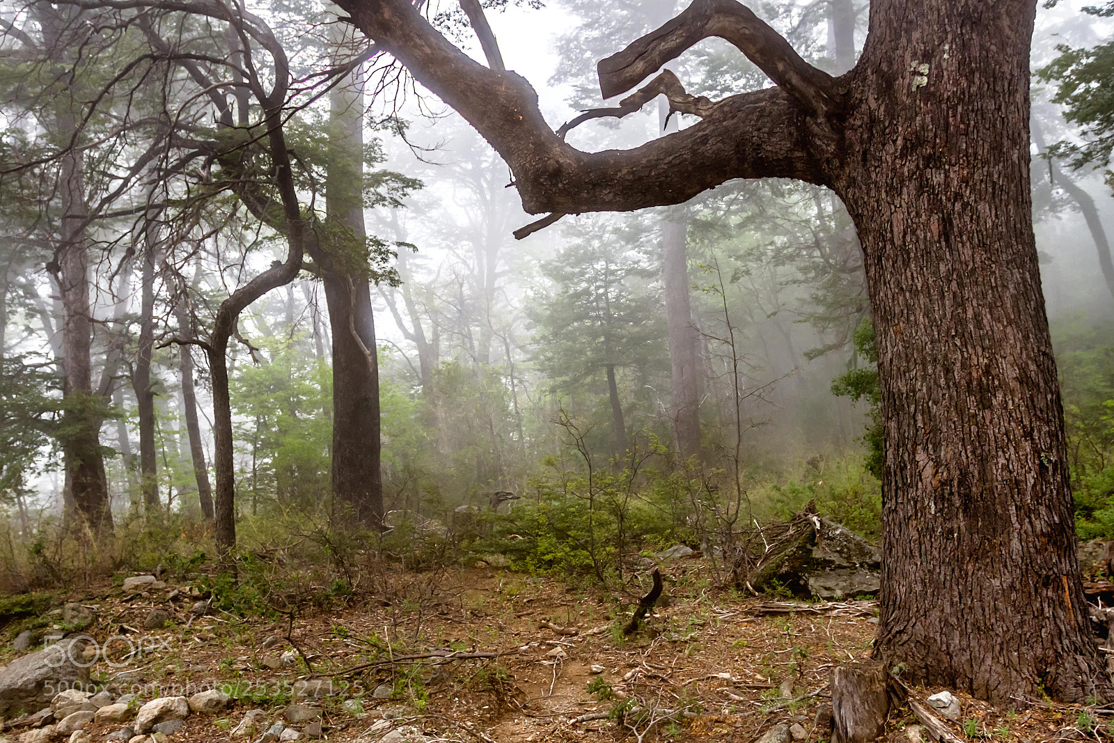 Canon EOS 7D sample photo. Reserva nacional alto lircay photography
