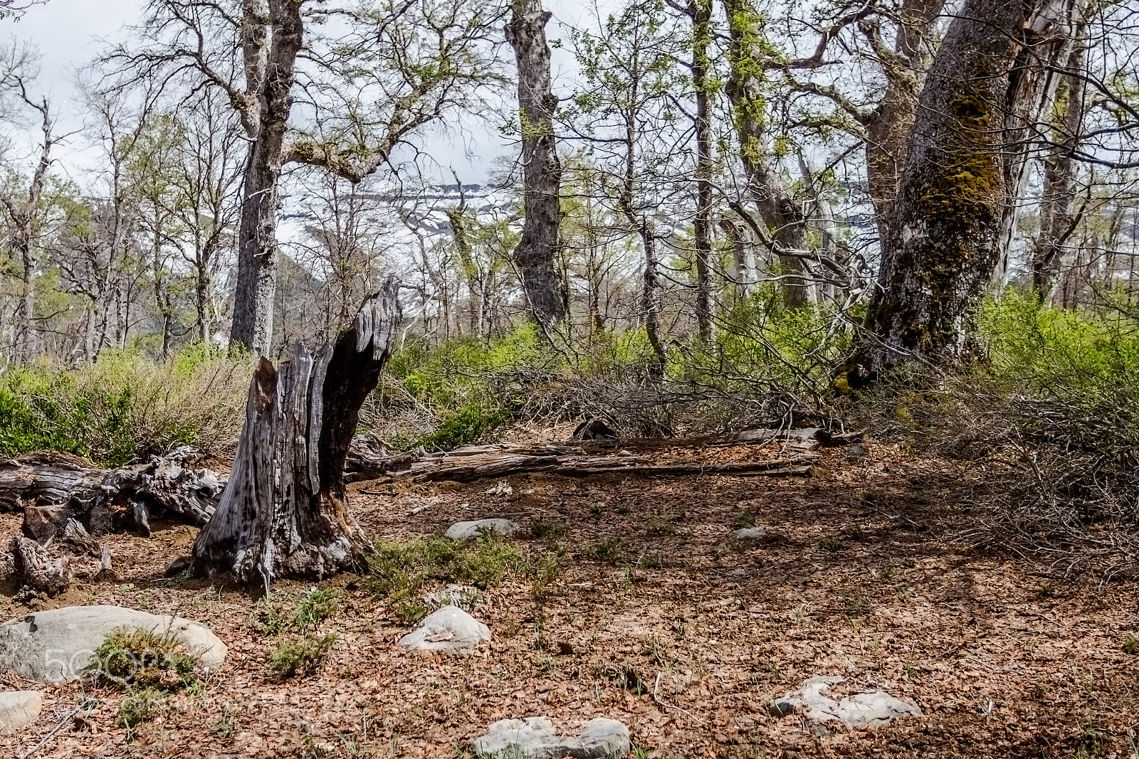 Canon EOS 7D sample photo. Reserva nacional alto lircay photography